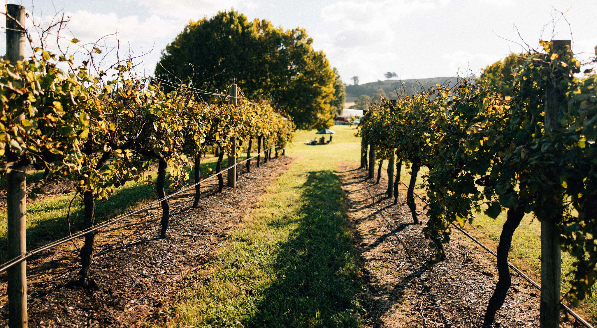 Boydell’s Annual Picnic in the Vines Returns this October